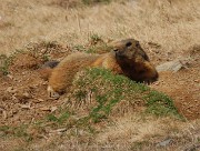 46 Marmottona a riposo